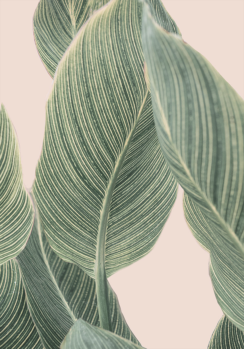 Calla-Blatt