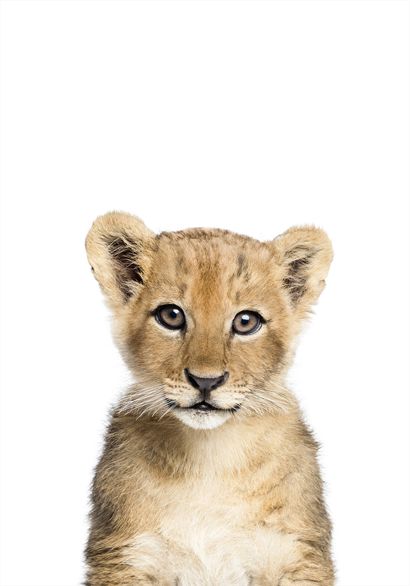 Baby-Löwe