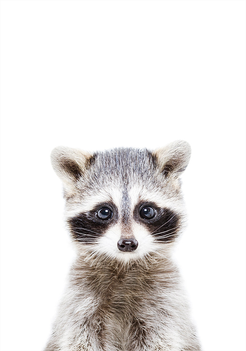 Baby-Waschbär