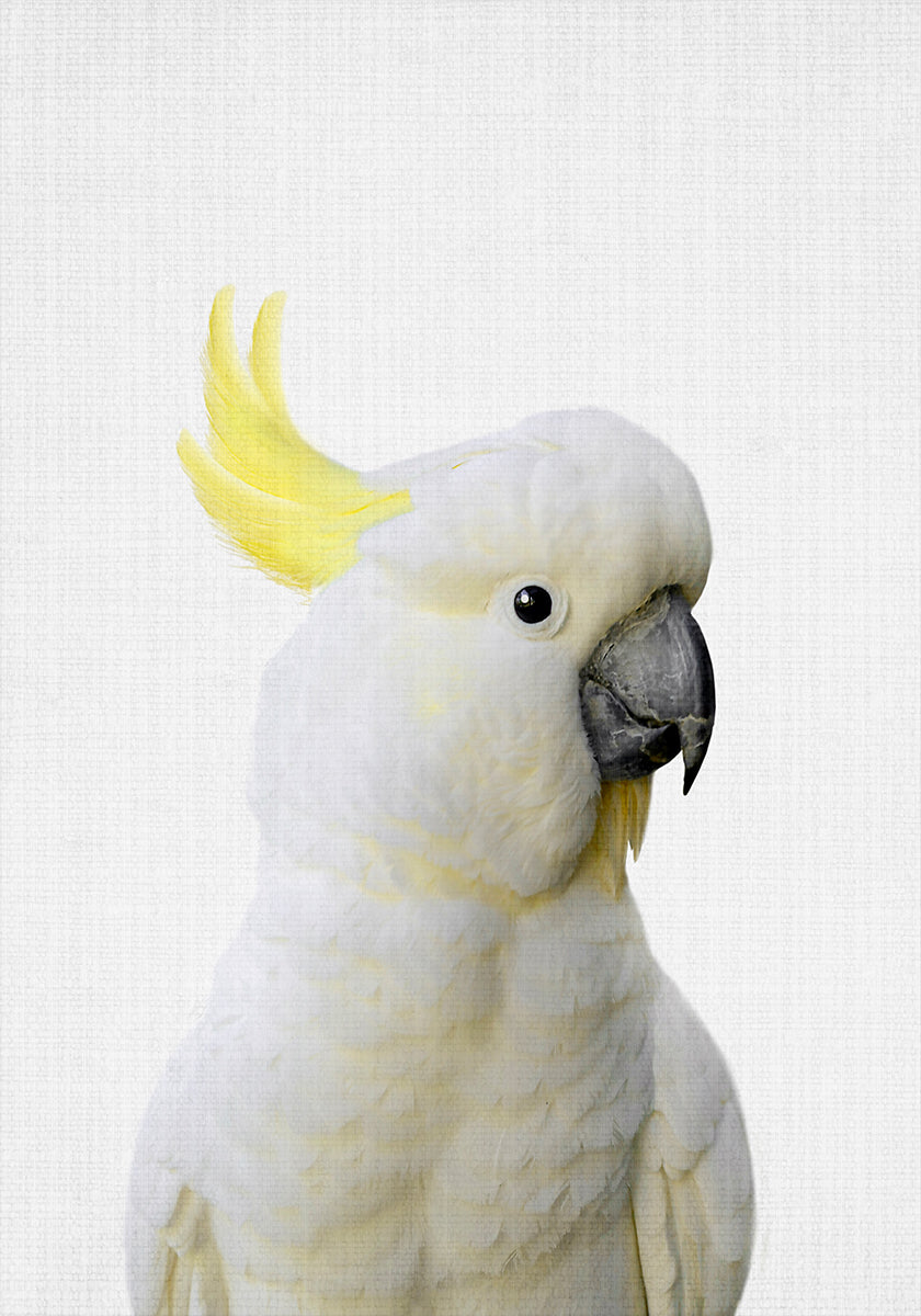 Peekaboo-Kakadu-Poster