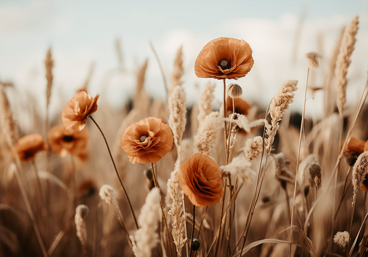 Mohnblumen im Wind