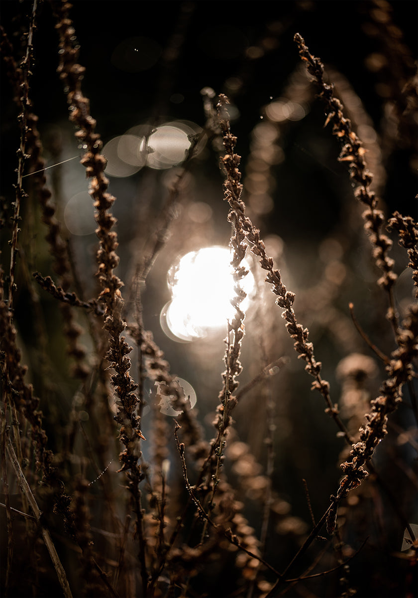 Herbstlichter 2