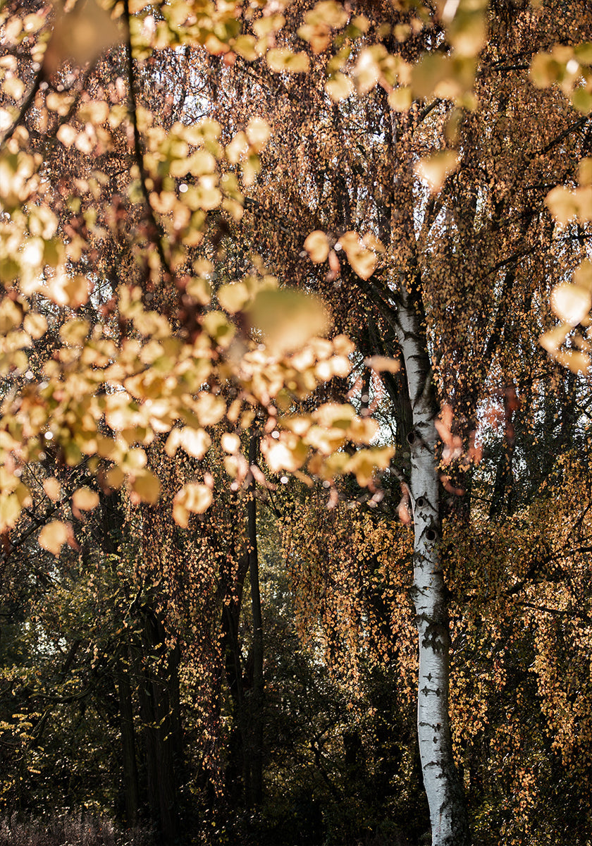 Herbstliche Birke