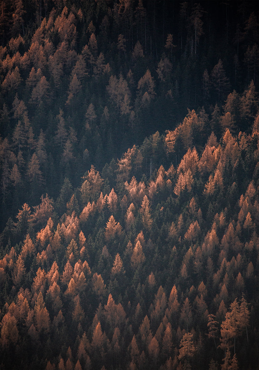 Herbstwald 2