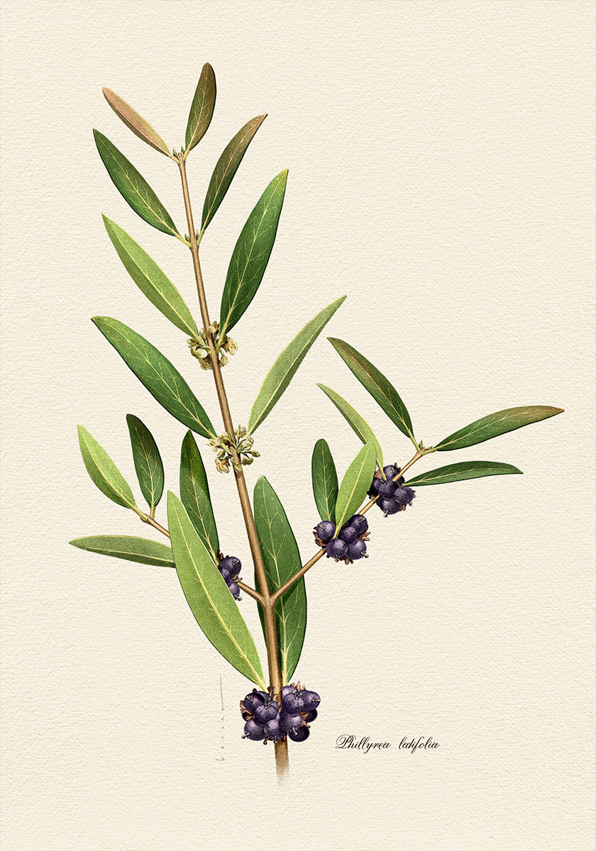 Botanik Phillyrea Latifolia Poster