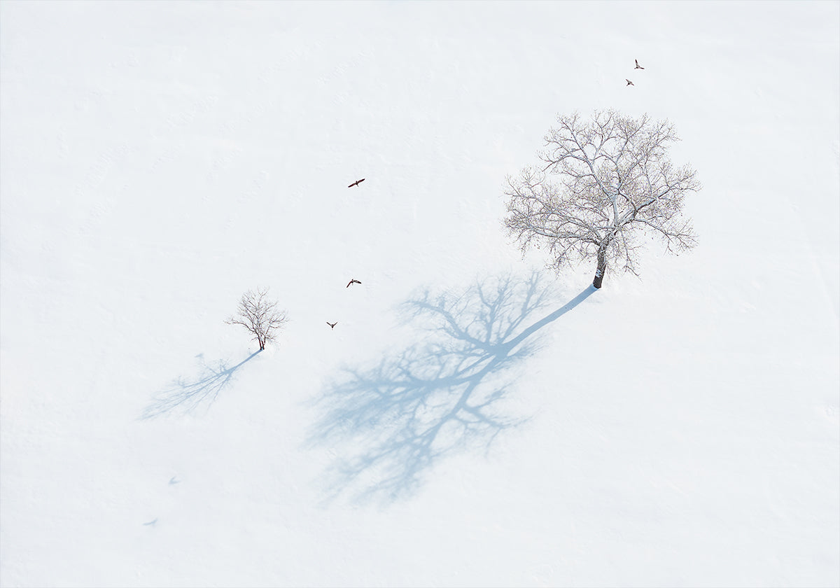 Schatten von Bäumen und Vögeln Poster