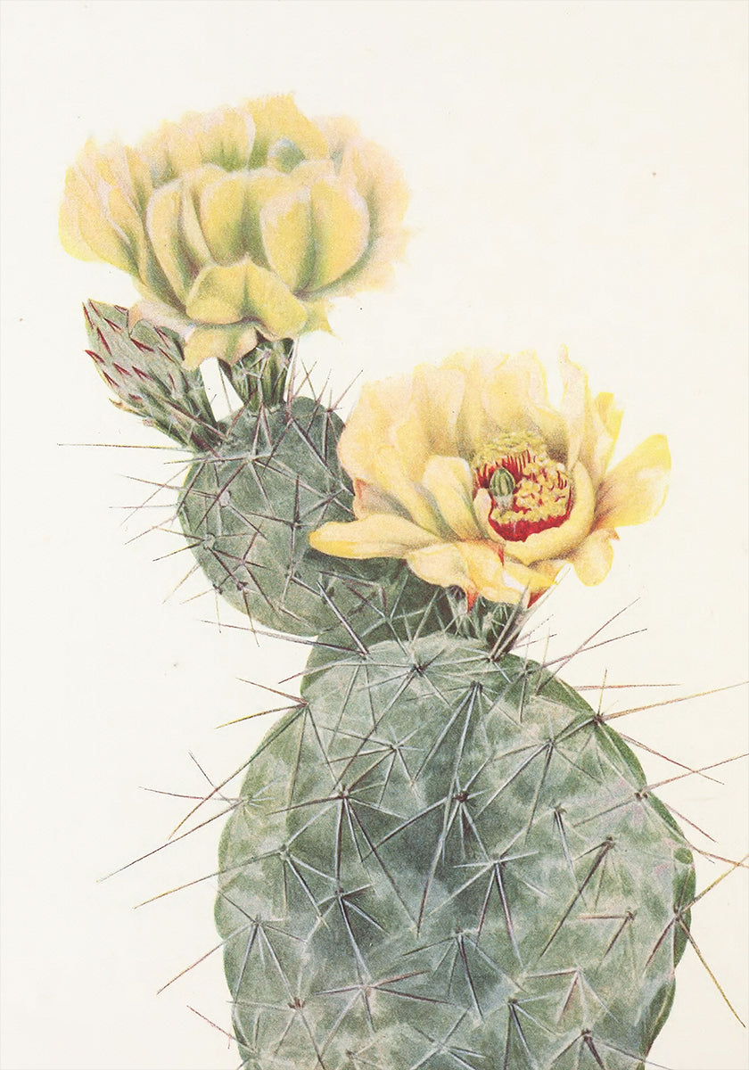 Missouri-Feigenkaktus aus nordamerikanischen Wildblumen (1925) von Mary Vaux Walcott. Plakat
