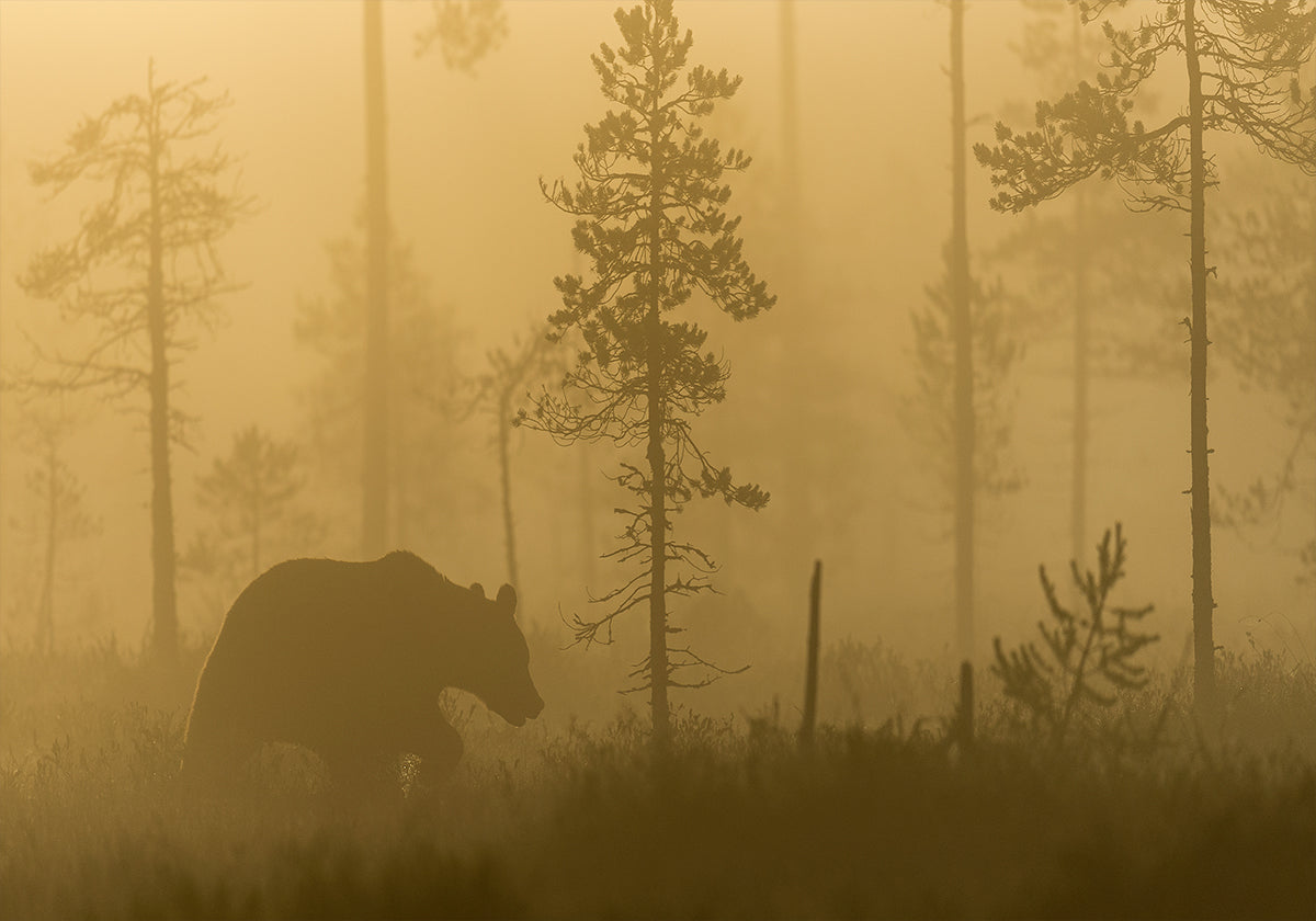 Morgennebel