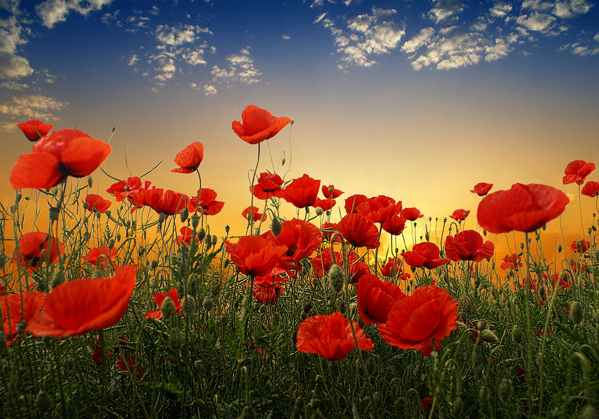 Mohnblumen-Poster