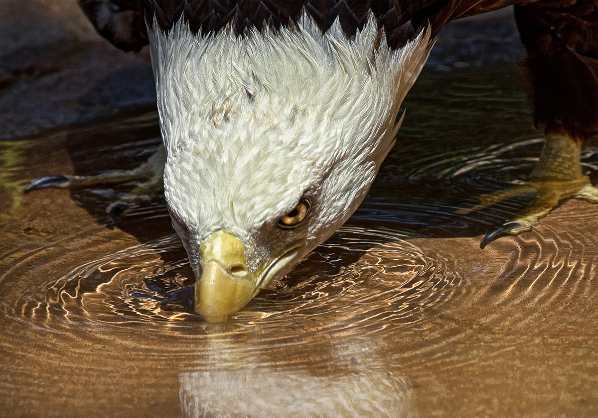Cooles Getränk an einem heißen Tag Poster