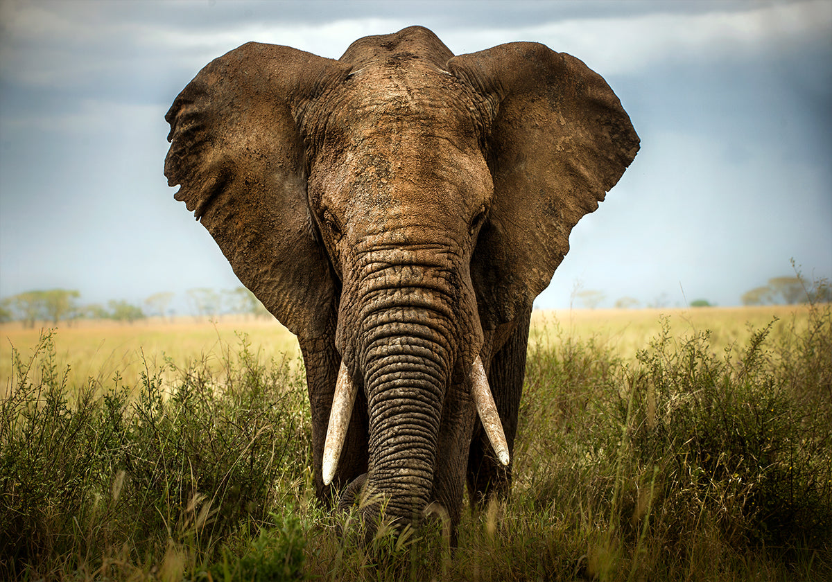 Begegnungen in der Serengeti