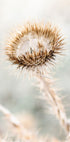 Dried Flower Cardo Plakat - Posterbox.no