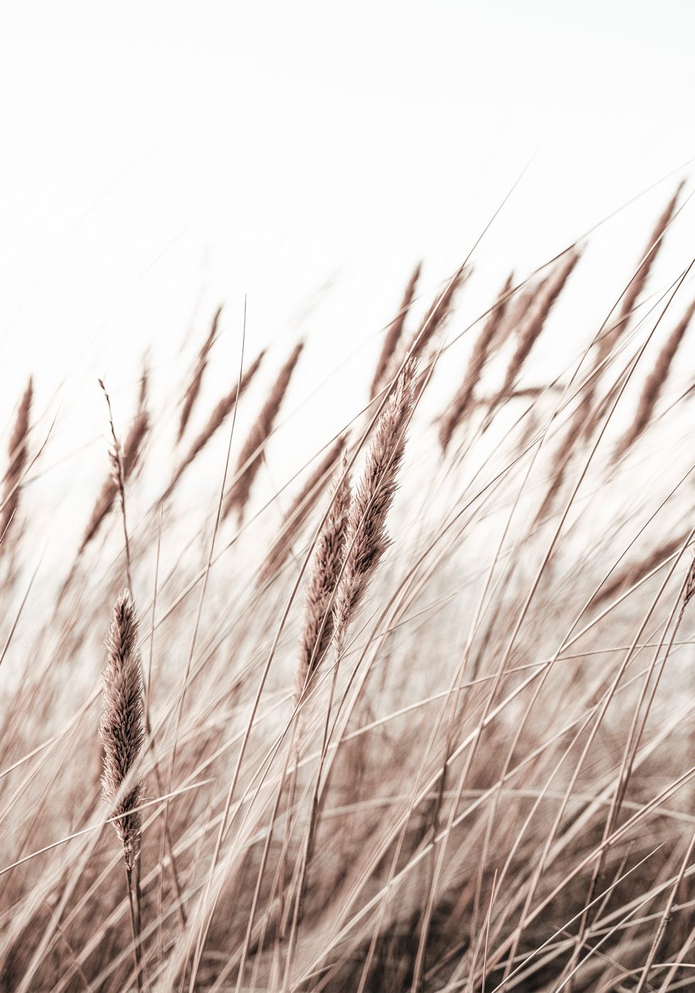 Boho Dried In Nature Poster - Posterbox.no