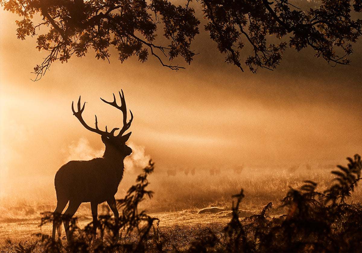 Rotwild-Hirsch im Nebel-Plakat