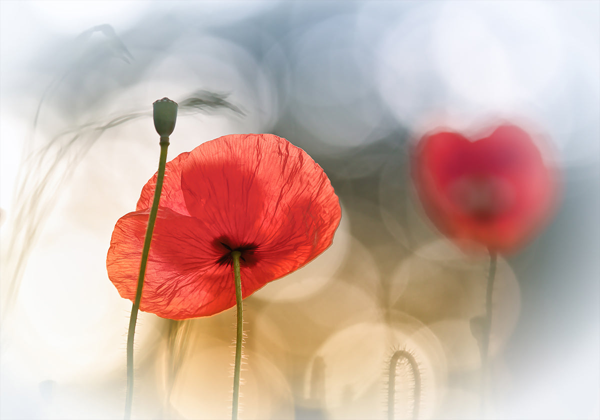 Morgenmohn