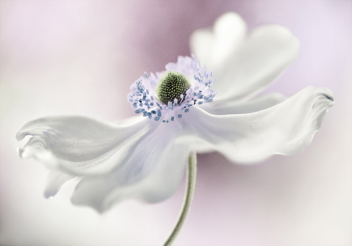 Poster mit Anemonenbrise