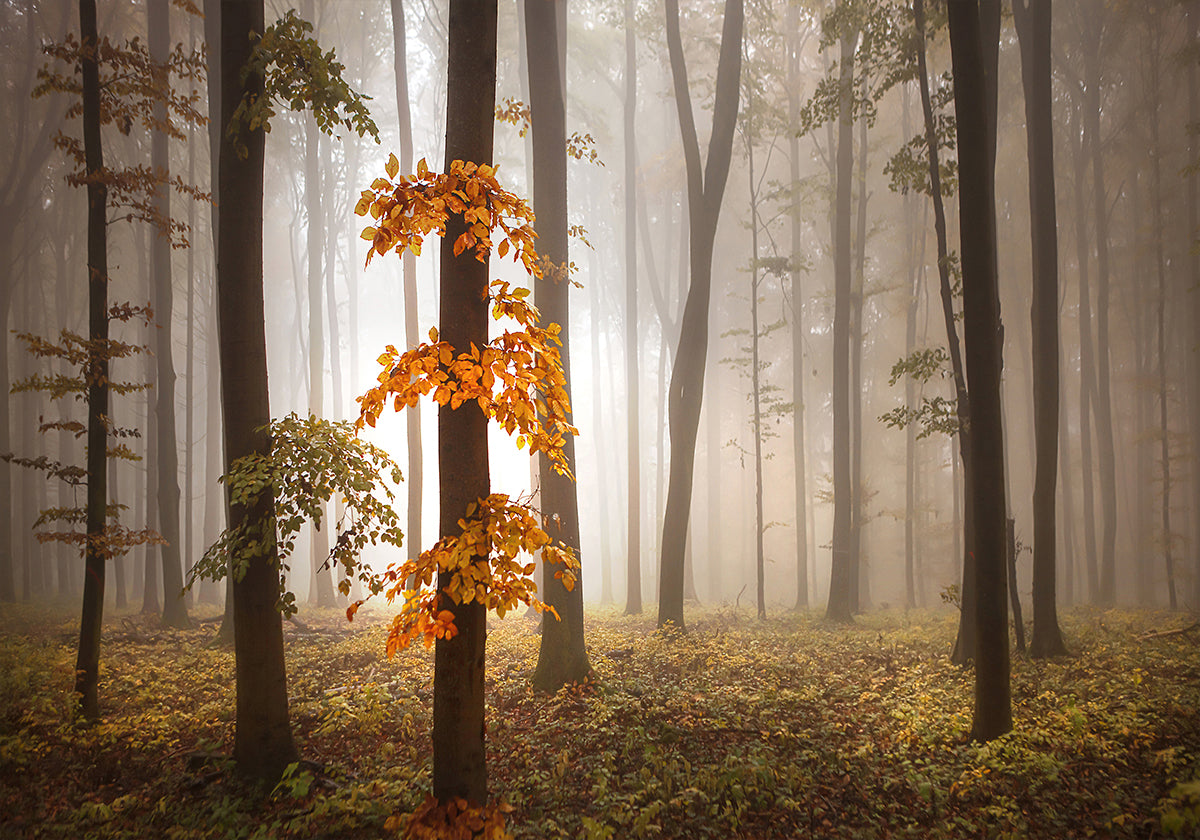 Im Novemberlicht