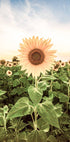 Sunflower Flower Plakat - Posterbox.no