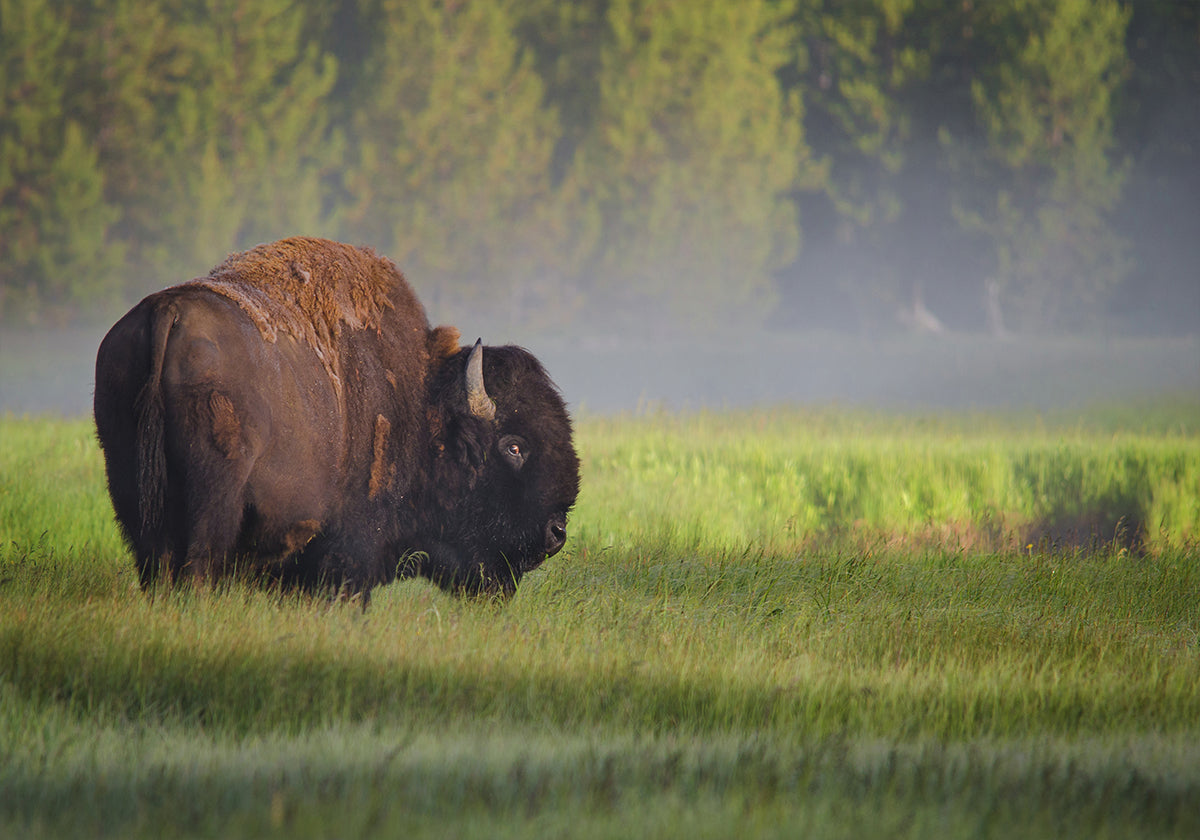 Bison im Morgenlicht Poster