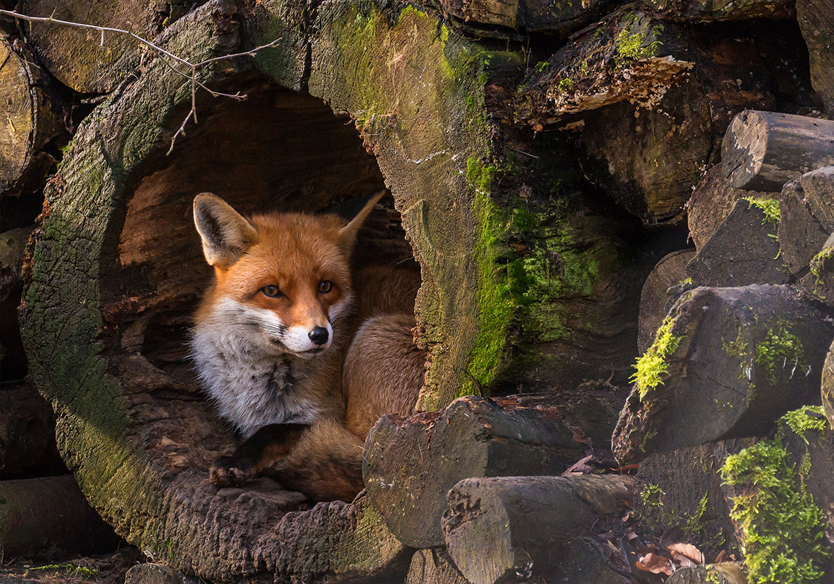 Fuchs