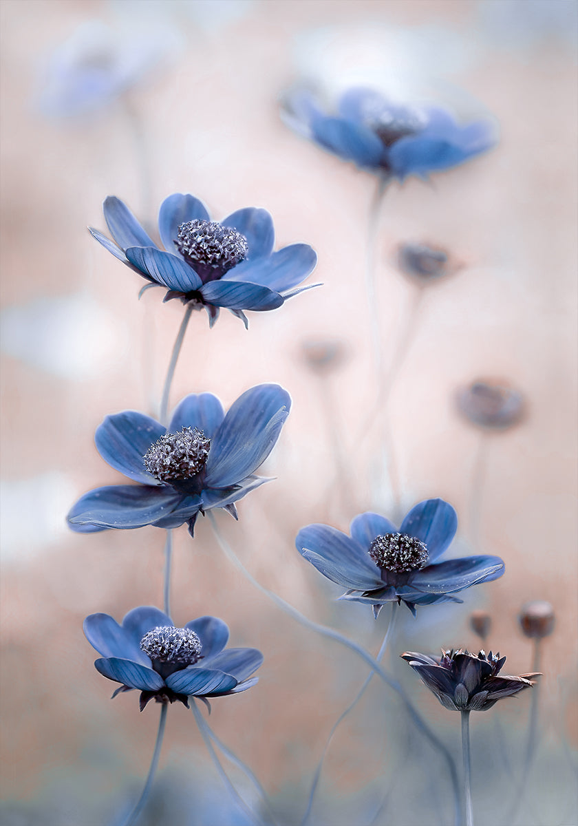 Kosmosblau