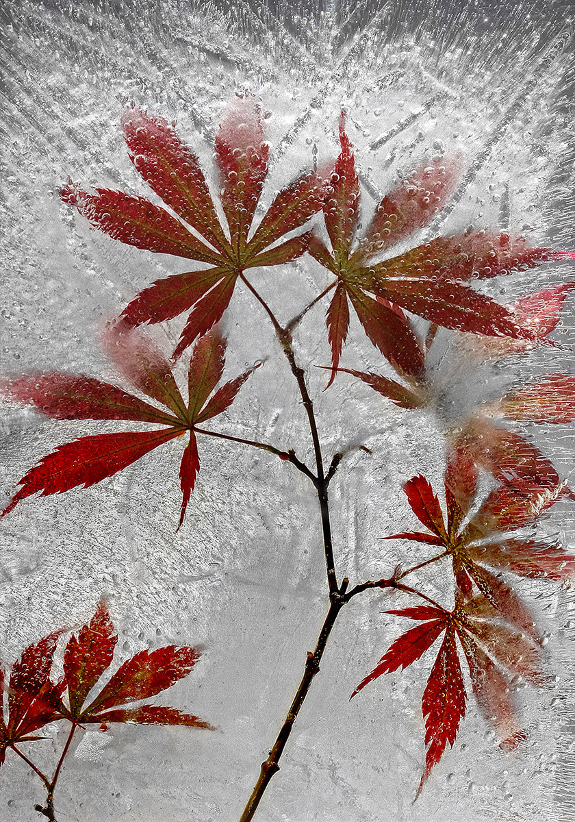 roter Ahorn