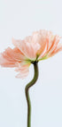 Peachy Poppy Flower Plakat - Posterbox.no