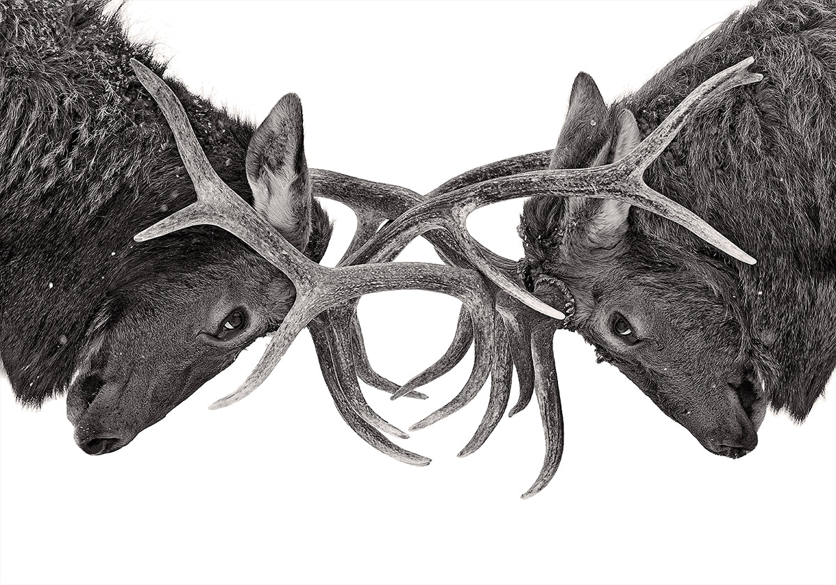 Eye to Eye – Elchkampf-Poster