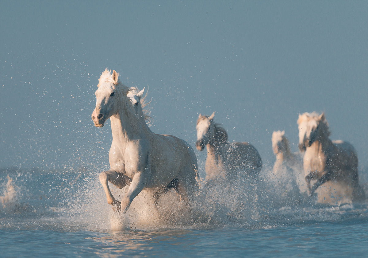 Engel der Camargue-Plakat