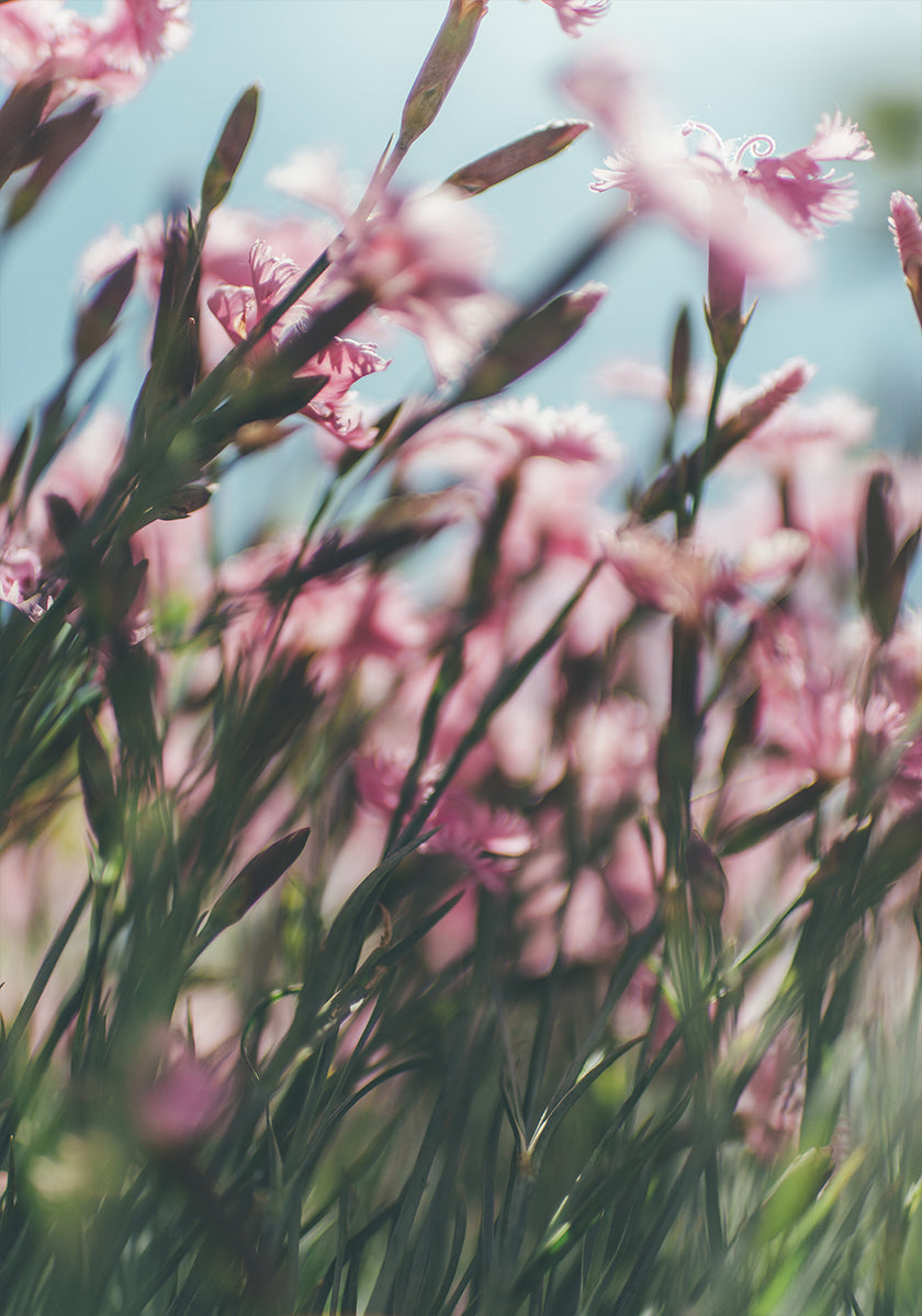 Eine Nahaufnahme eines Feldes mit leuchtend rosa Blumen, wobei die zarten Blütenblätter und Stängel ein Gefühl von Tiefe und Bewegung erzeugen.