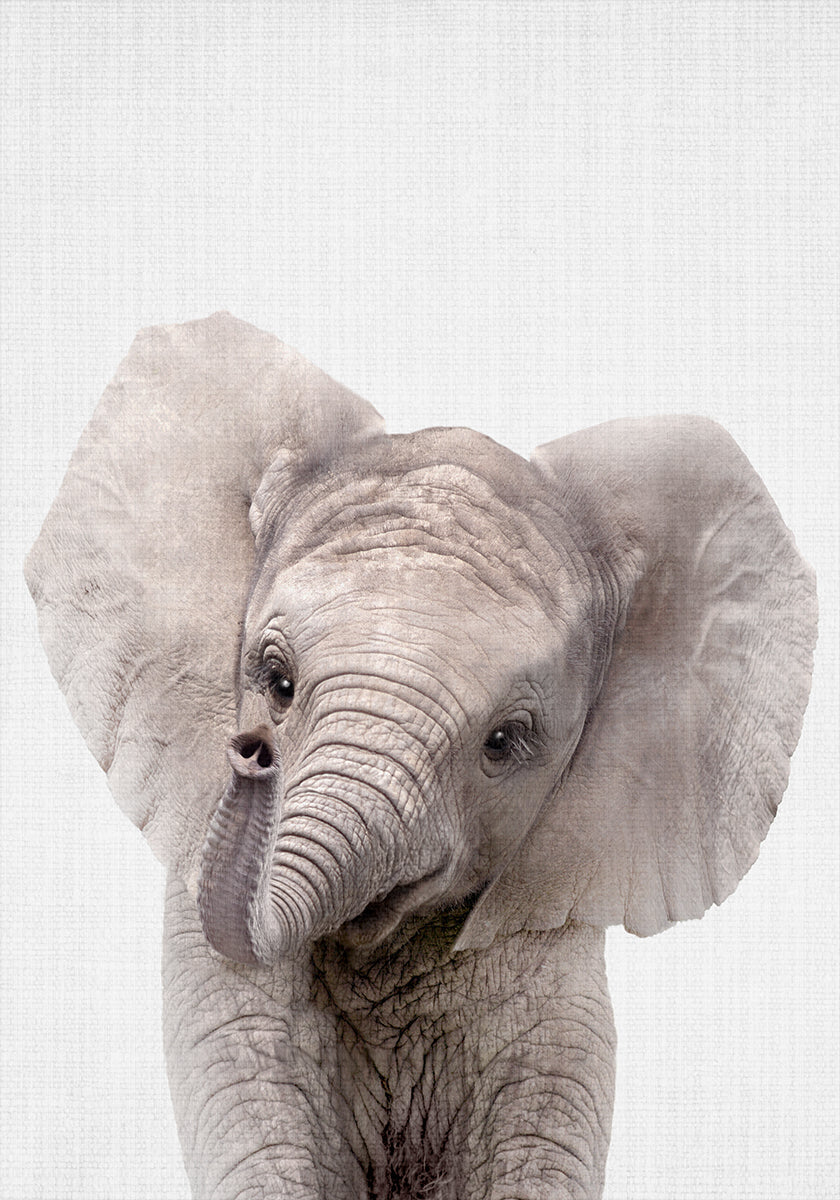 Peekaboo-Baby-Elefant-Poster