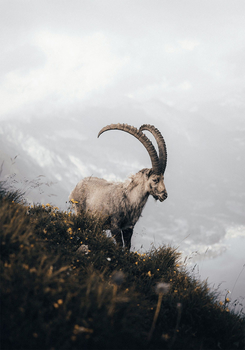 Alpine Ibex Plakat - Posterbox.dk