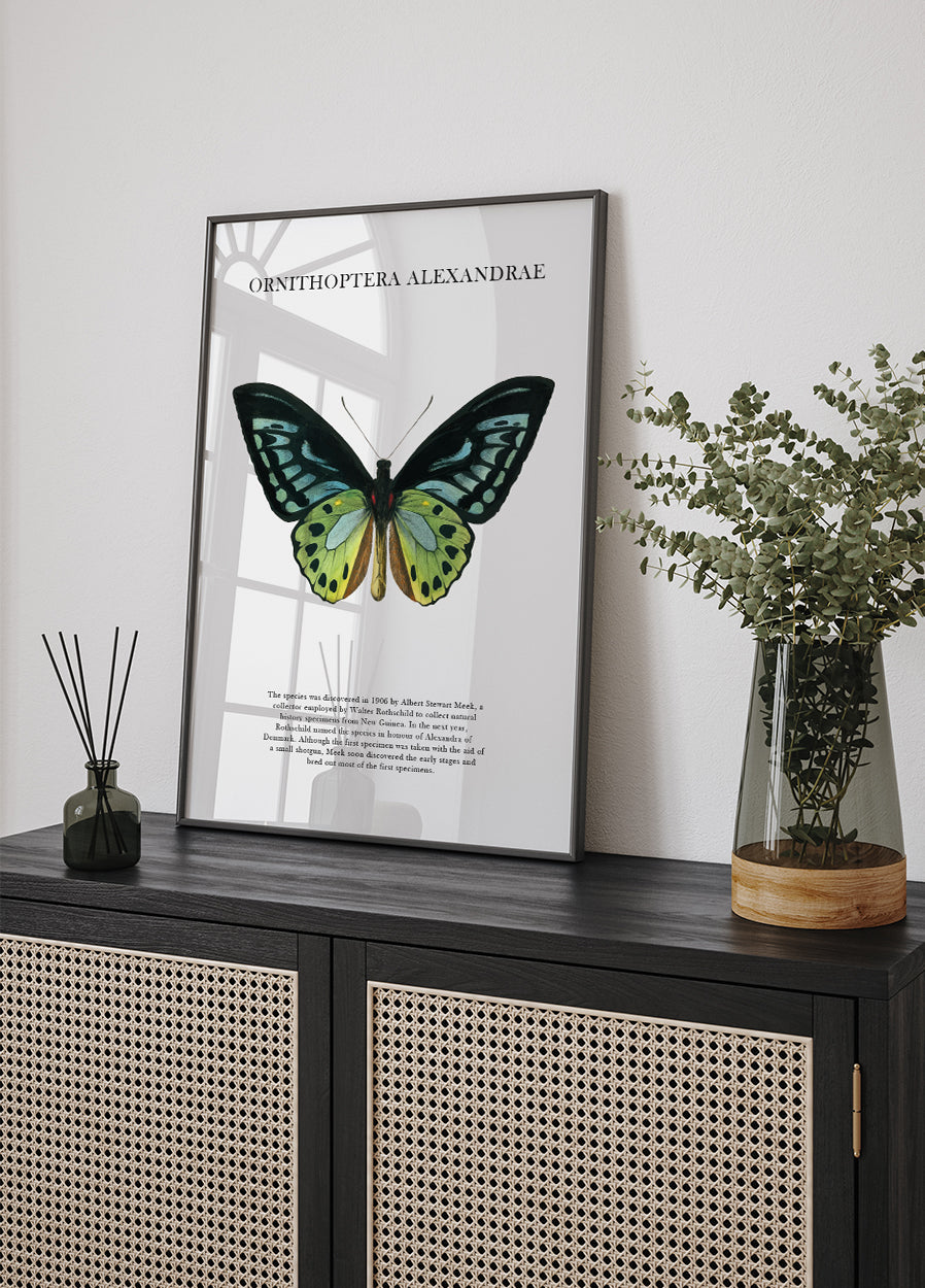 Butterfly Display Plakat - Posterbox.dk