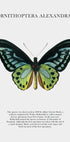 Butterfly Display Plakat - Posterbox.dk