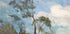 Céu De Teresópolis By Eliseu Visconti Plakat - Posterbox.dk