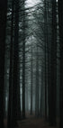 Dark Forest Plakat - Posterbox.dk