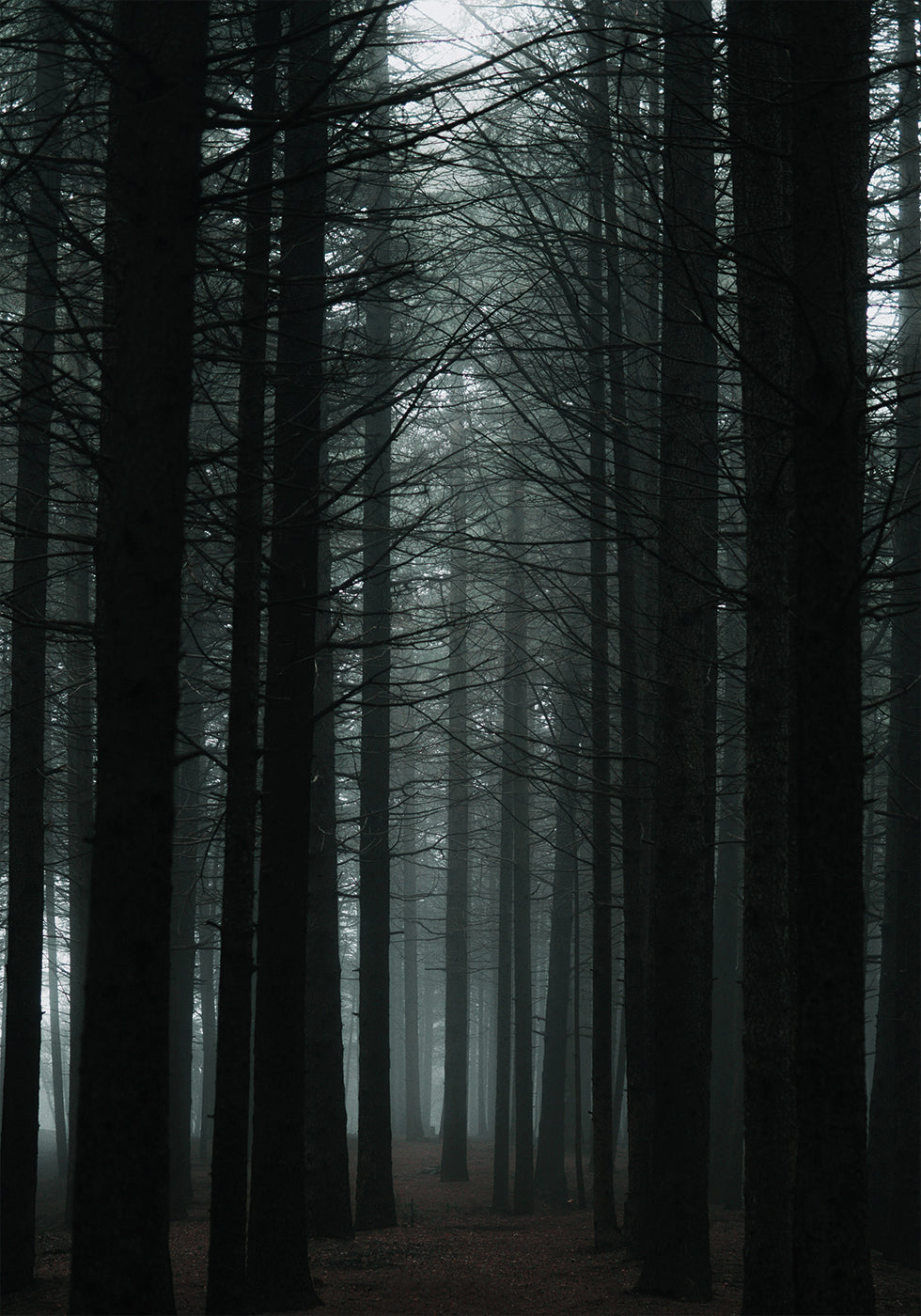 Dark Forest Plakat - Posterbox.dk