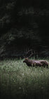Deer in Nature Plakat - Posterbox.dk