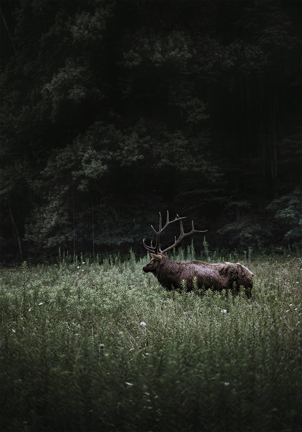 Deer in Nature Plakat - Posterbox.dk