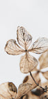 Four Leaves Plant Plakat - Posterbox.dk