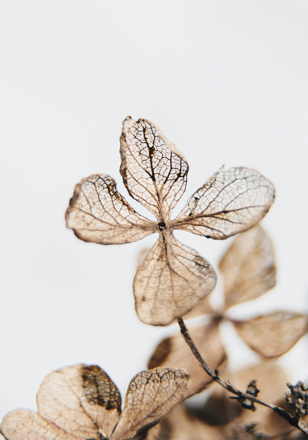 Four Leaves Plant Plakat - Posterbox.dk