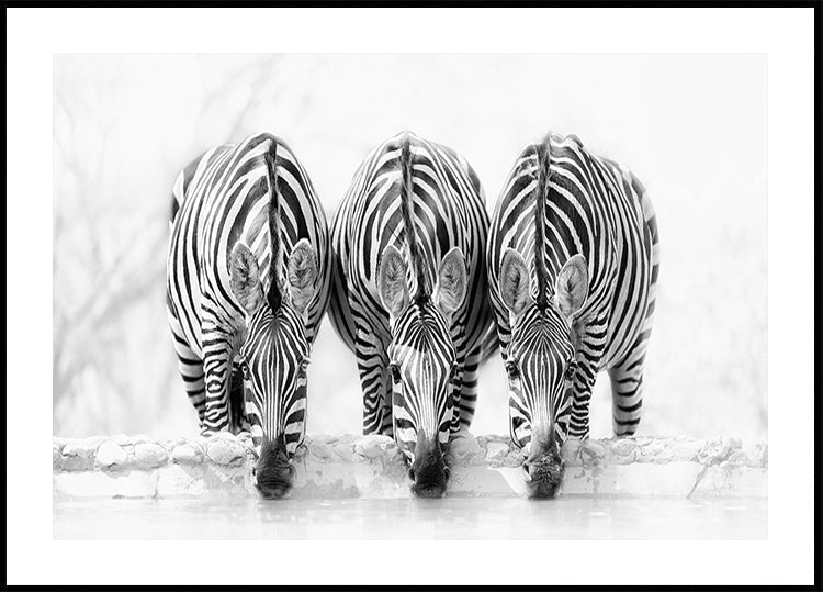 Zebras Poster