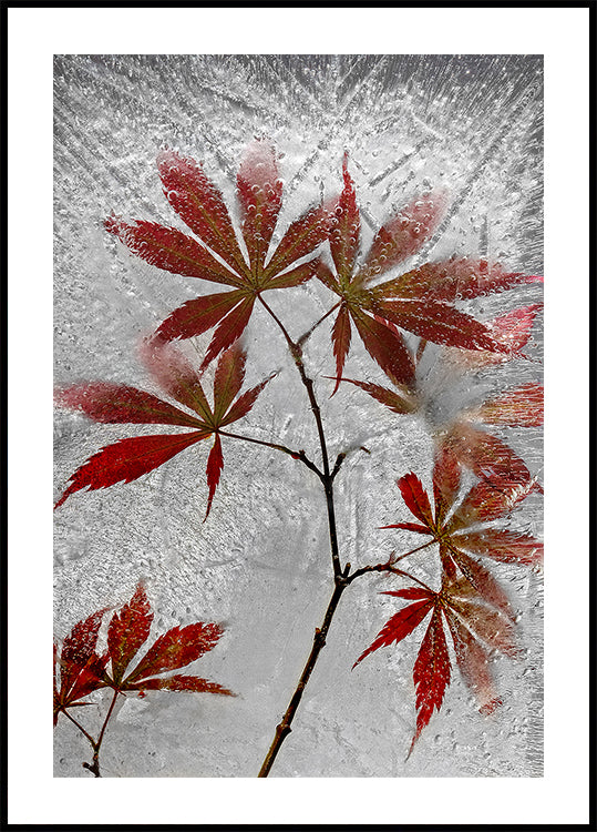 roter Ahorn