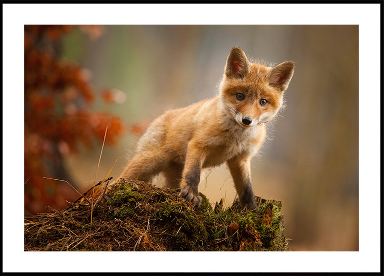 Fuchs-Poster