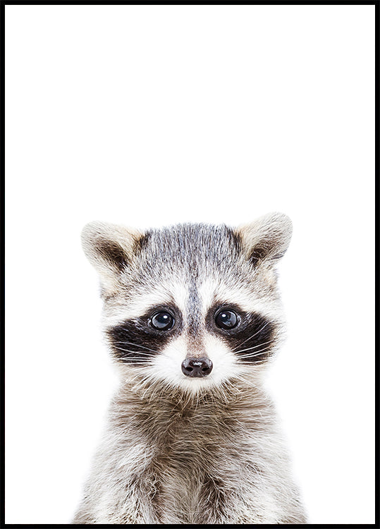Baby-Waschbär