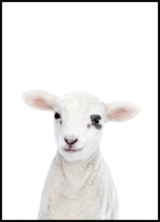 Baby-Lamm
