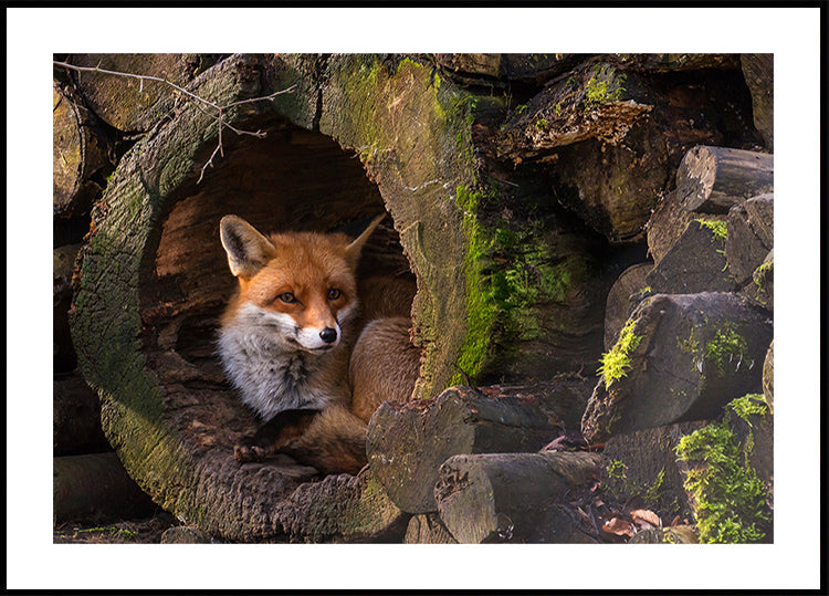 Fuchs