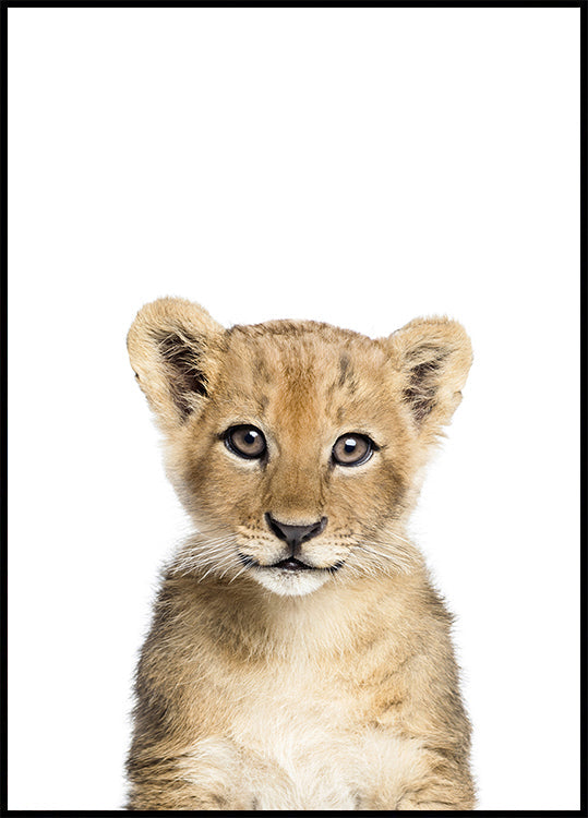 Baby-Löwe