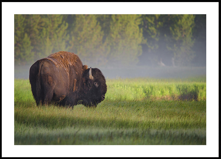 Bison im Morgenlicht Poster