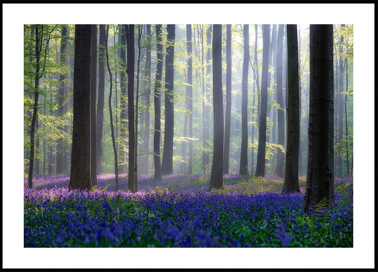 Bluebells Poster